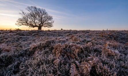 Oak tree near Fritham in the New Forest.
