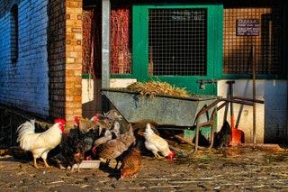 Londoners surprisingly have a wealth of fantastic farms to visit  from a firm favourite located not far from London...